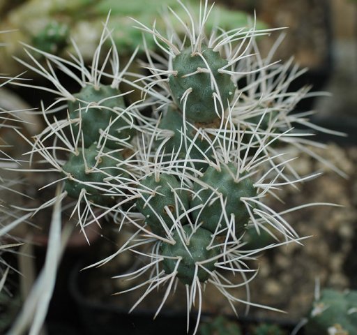 Tephrocactus_curvispinus_1